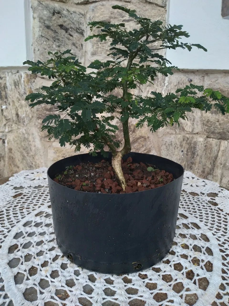 Pre Bonsai Pithecolombium - Foto 3