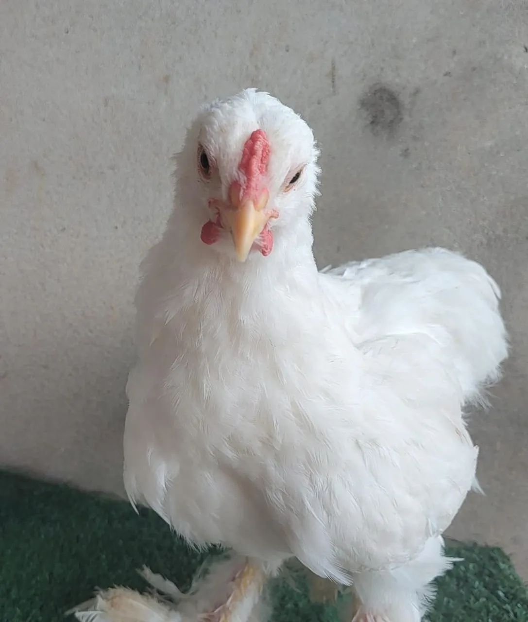 Brahma White - frangos e frangas - Foto 3