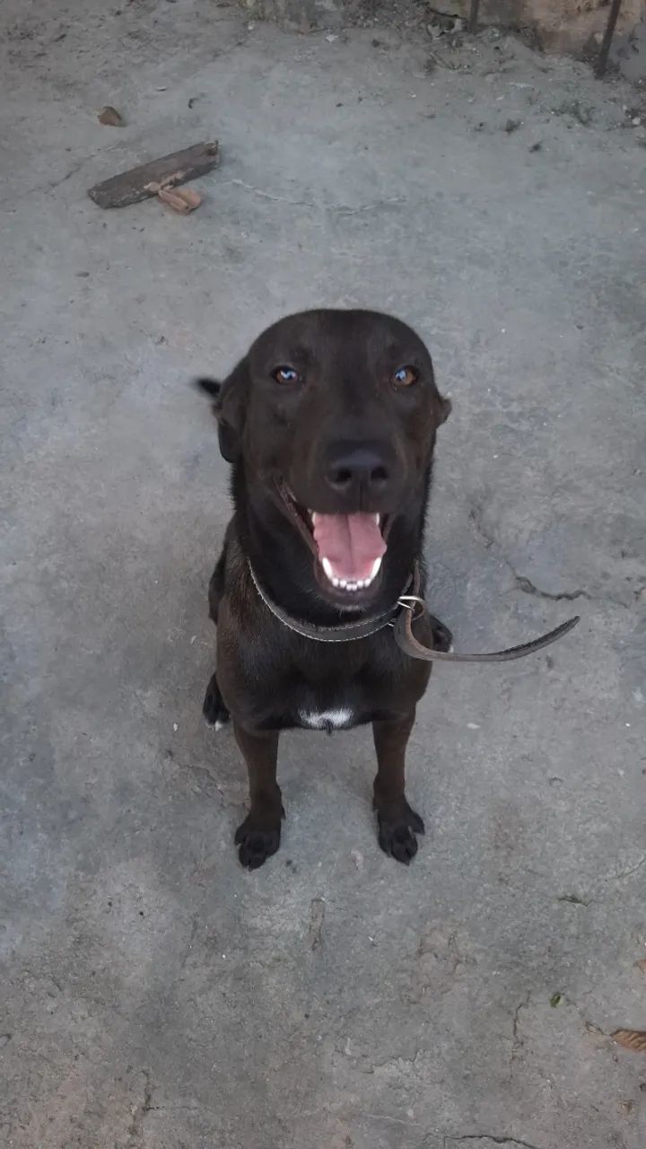Adoção 