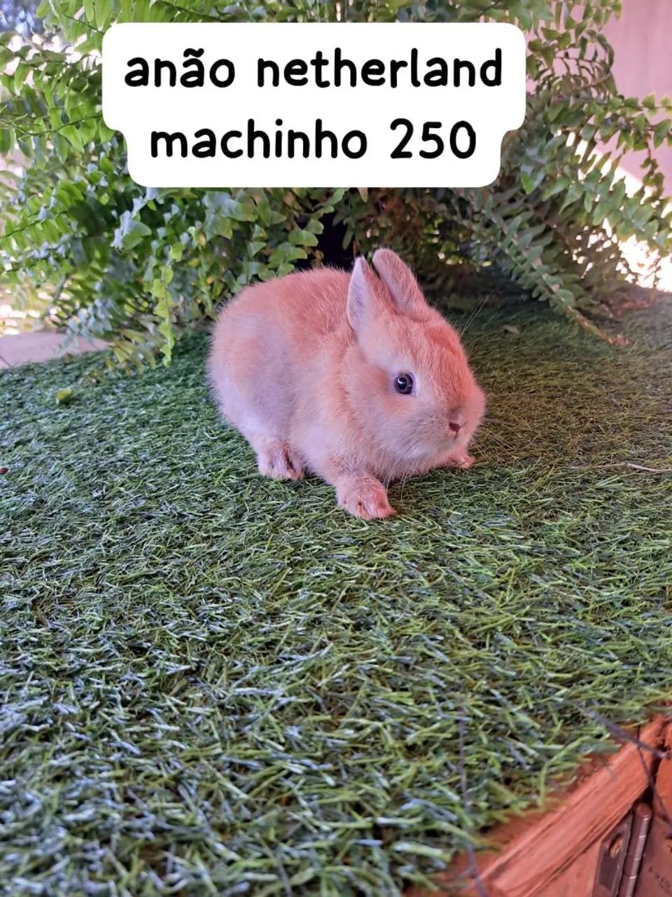 mini coelhos varias raças (filhotes) - Foto 6