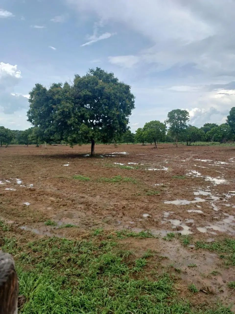 FAZENDA À VENDA  100 HECTARES | PRONTA PARA PRODUÇÃO - Foto 4