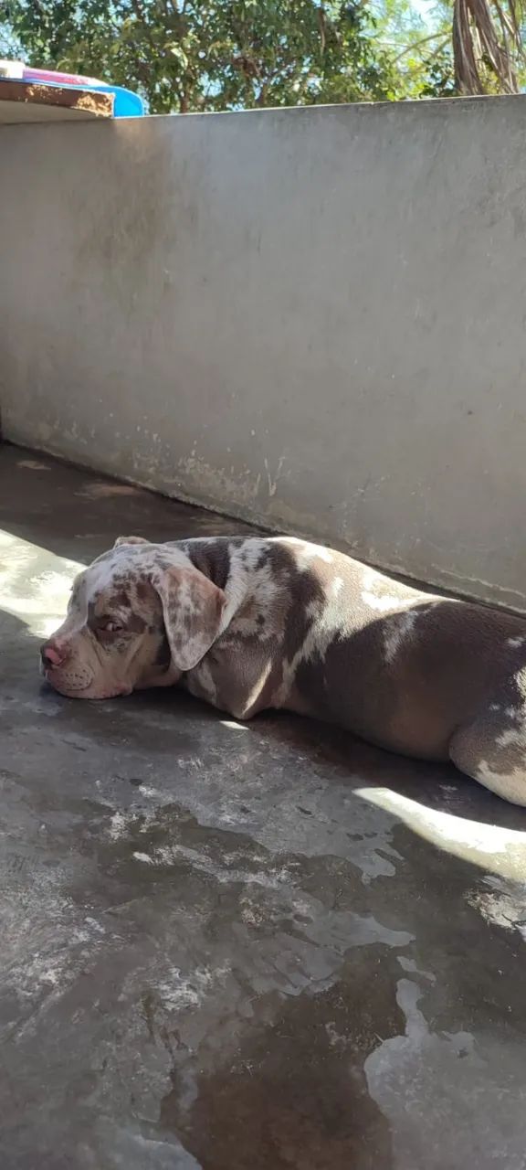 American Bully - Foto 2