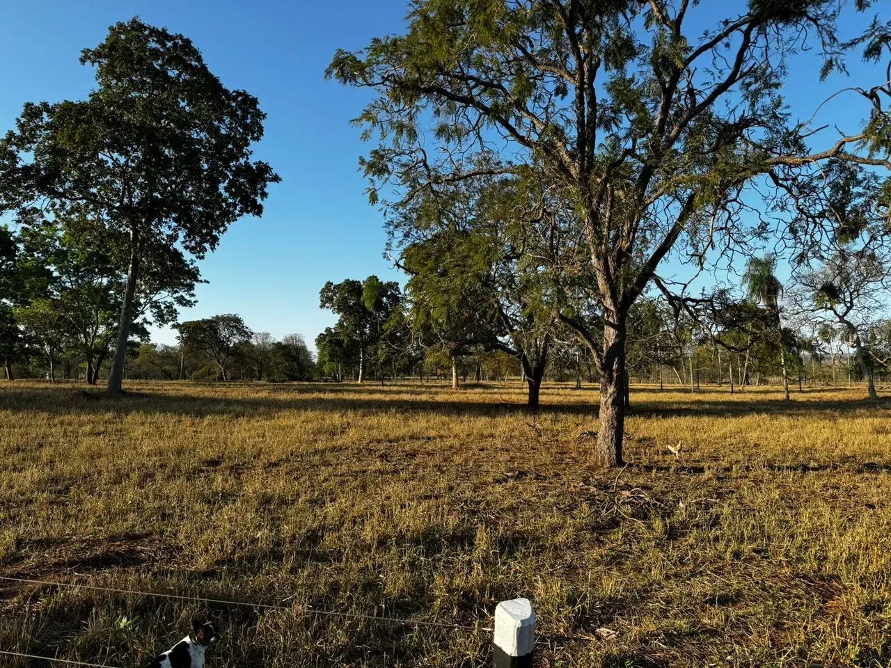 CÓD366  Chácara à Venda  33 HECTARES  REGIÃO DE NIOAQUE/MS - Foto 2