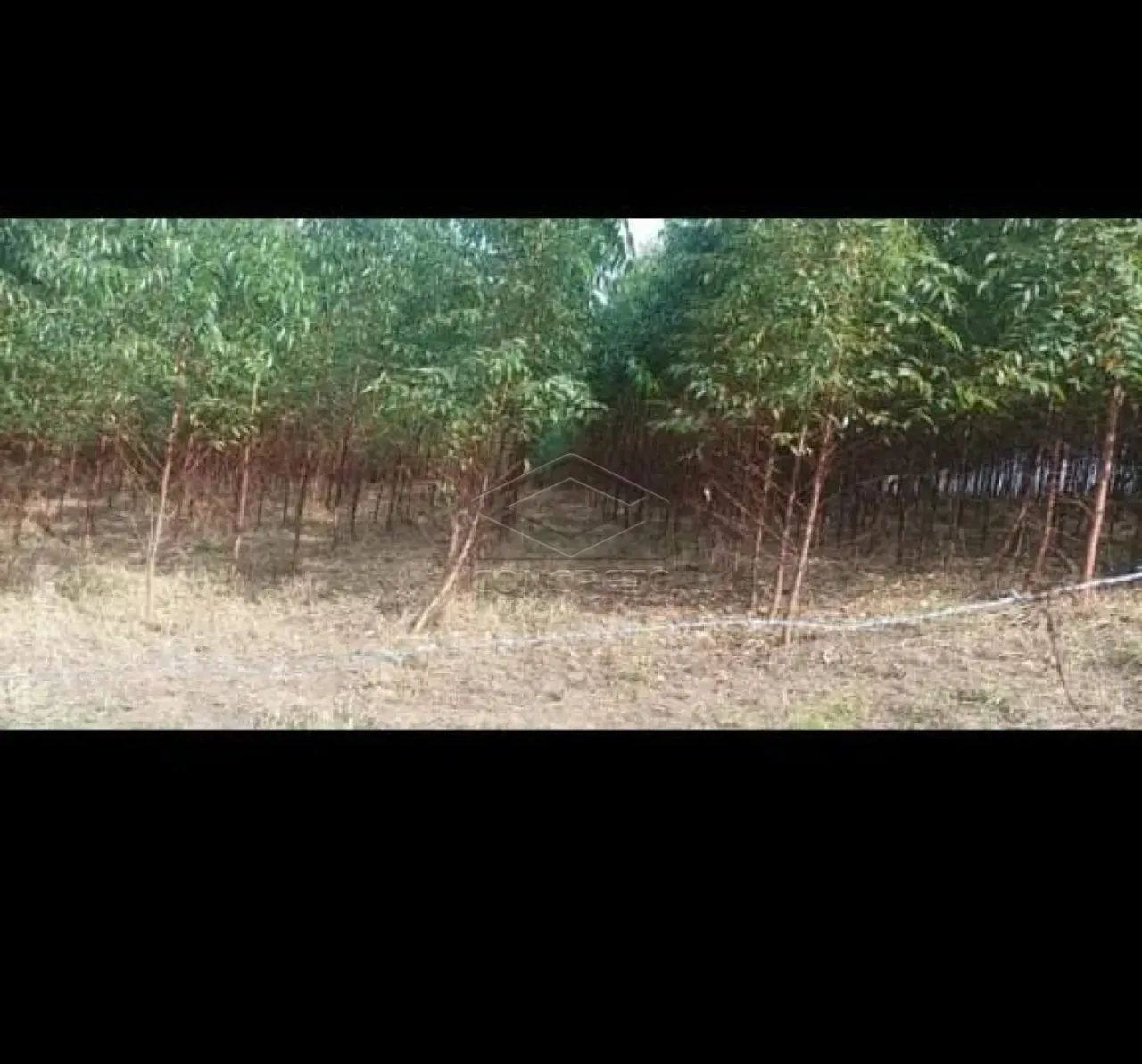 Rural ChácaraFazenda em Bofete - Foto 3