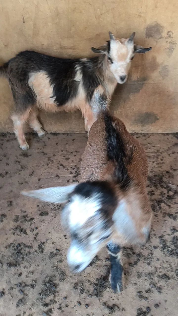 Mini cabrito  - Foto 2