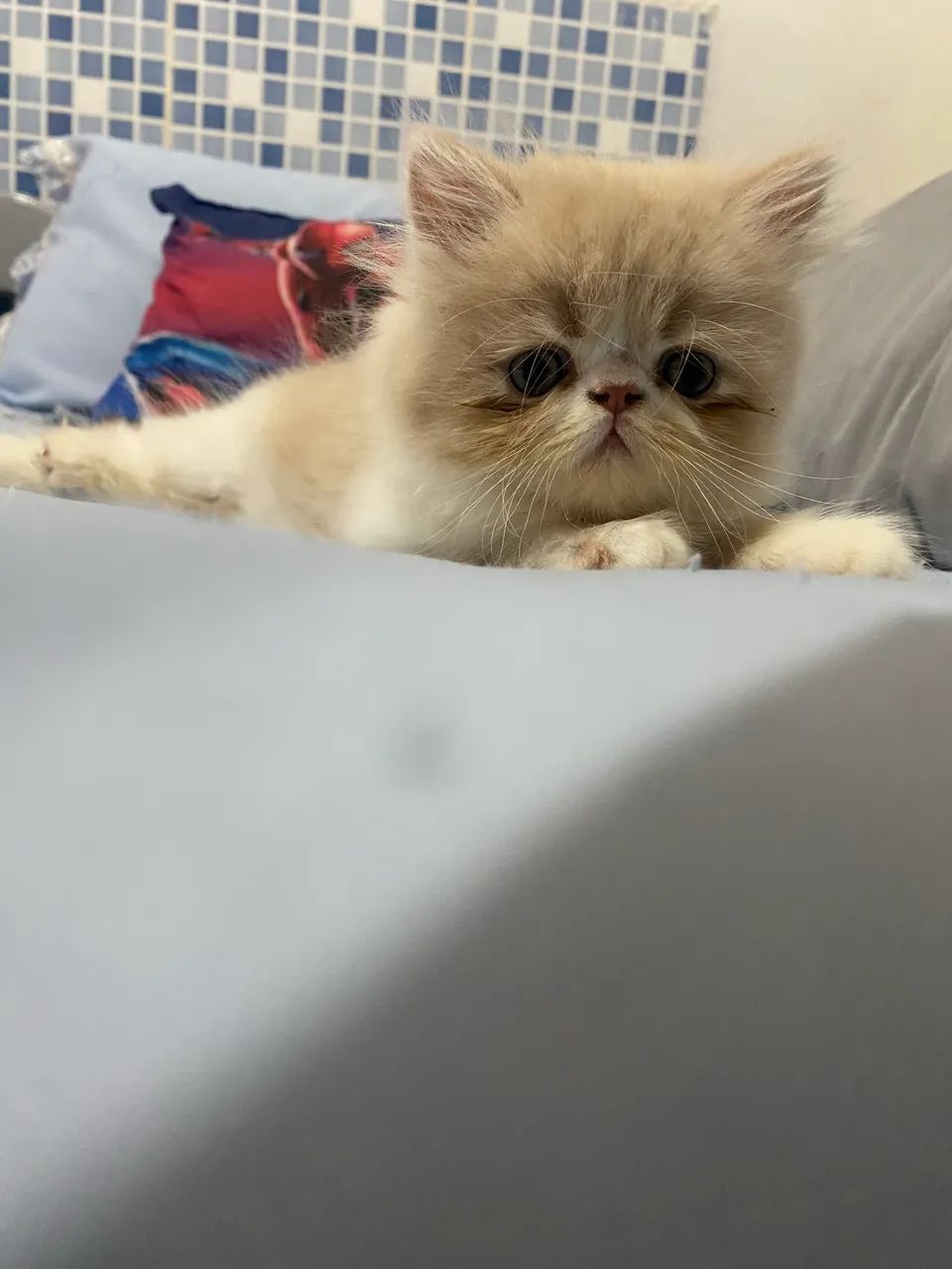 Gato persa - Foto 3