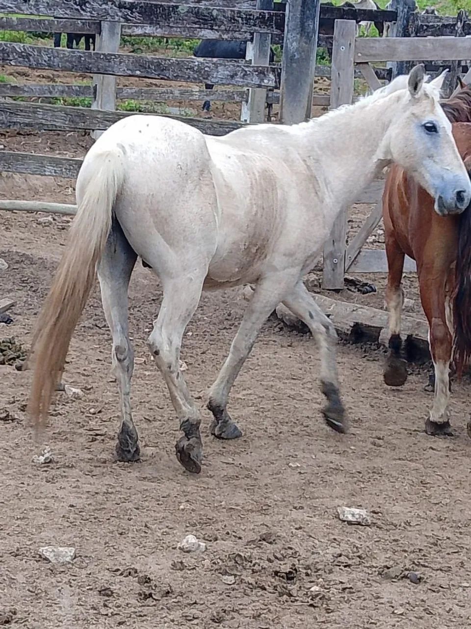 Cavalo de serviço  - Foto 2