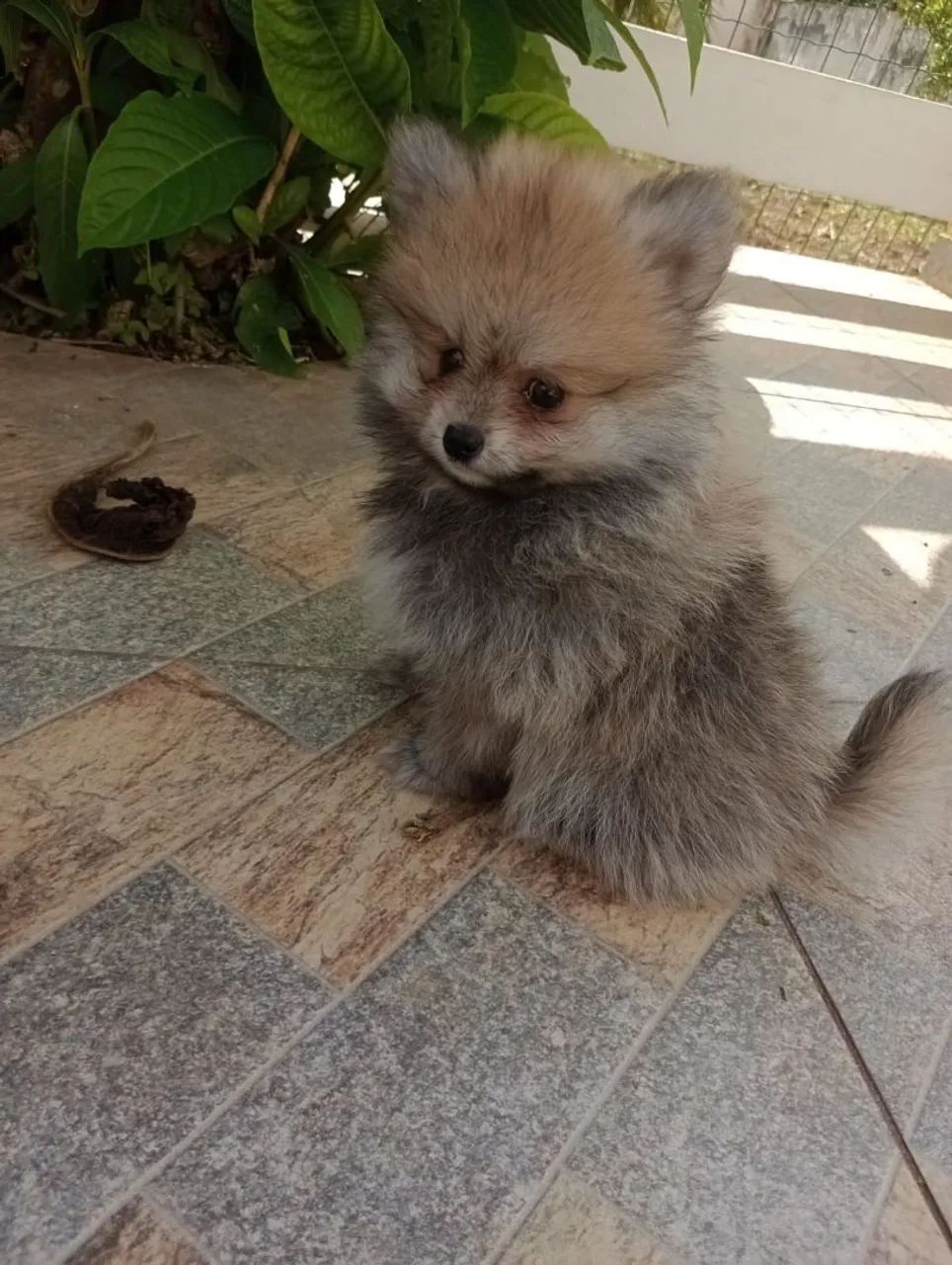 Spitz Alemão Anão Macho. Com pedigree. Entregamos. - Foto 3