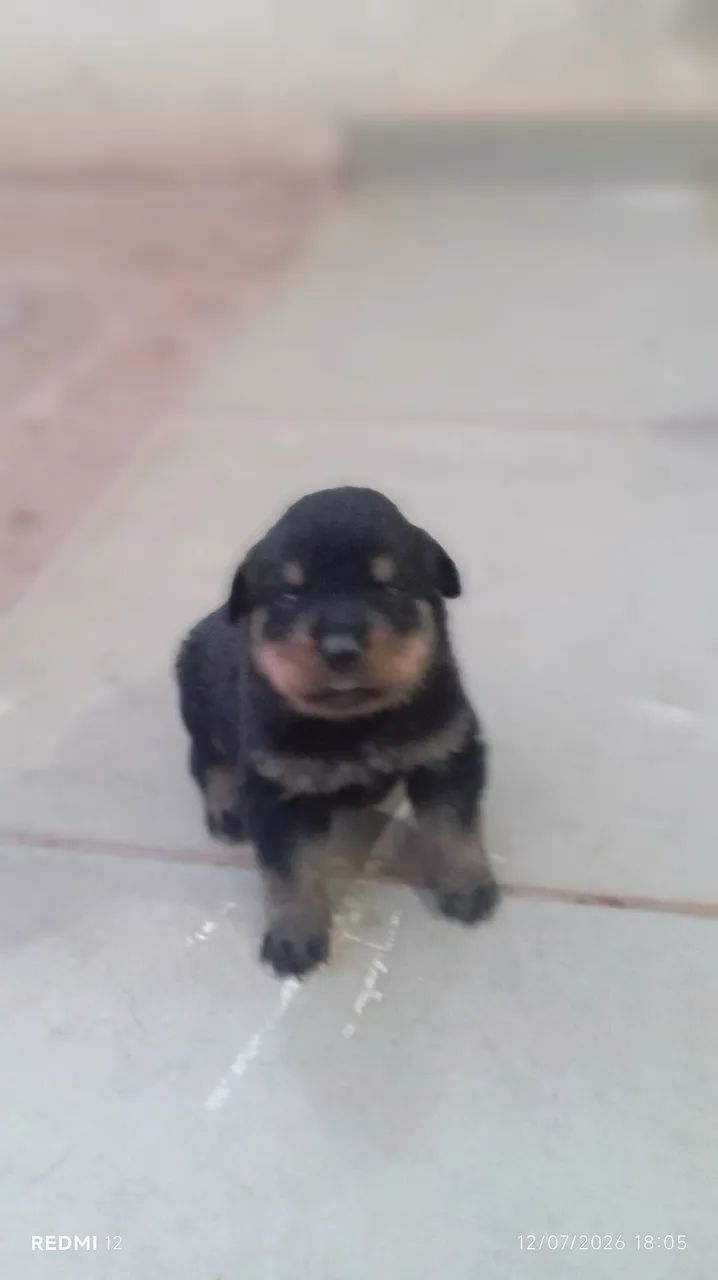 Filhotes de rottweiler interessado chama  - Foto 3