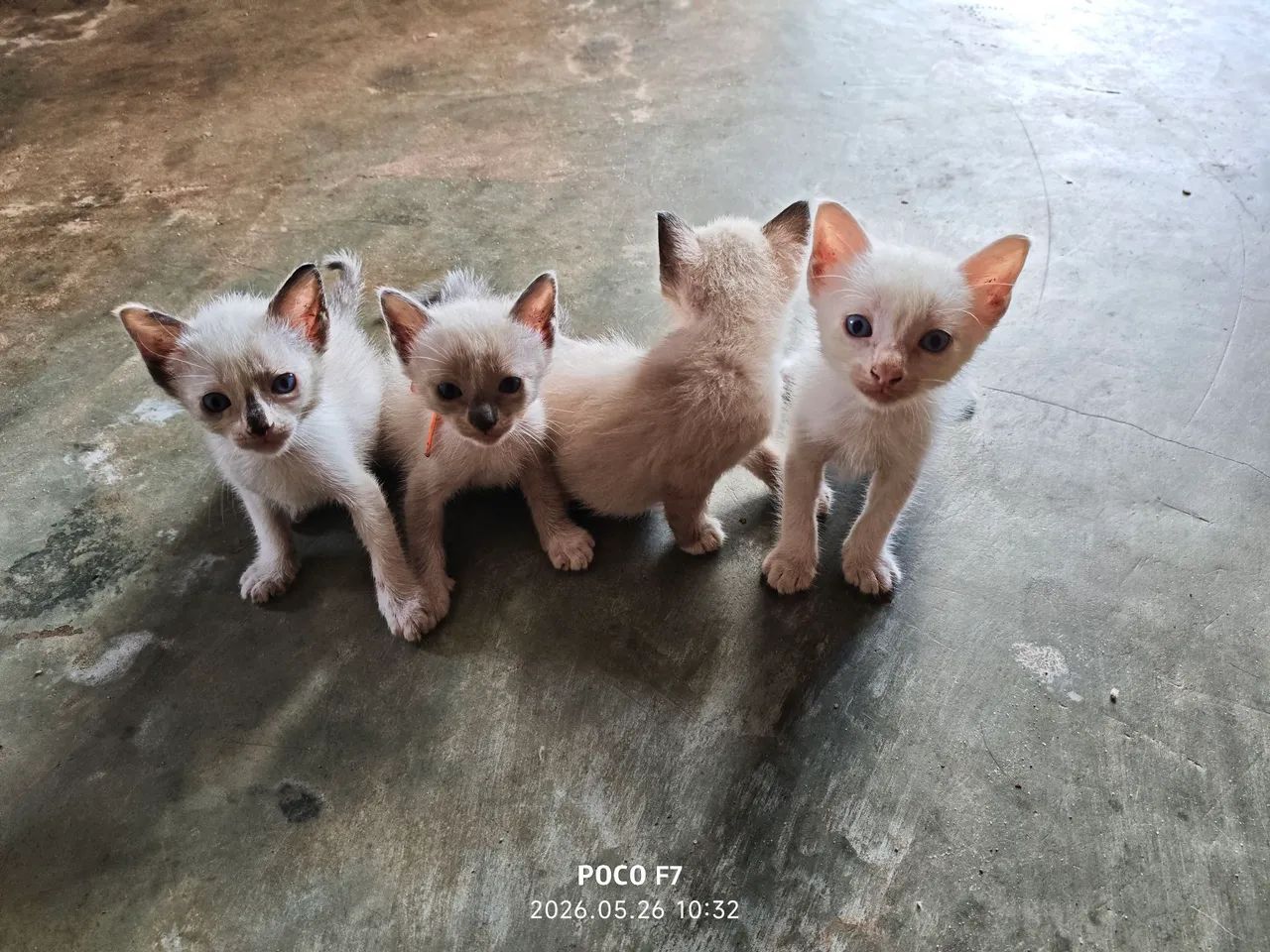 Adote um gatinho  - Foto 2