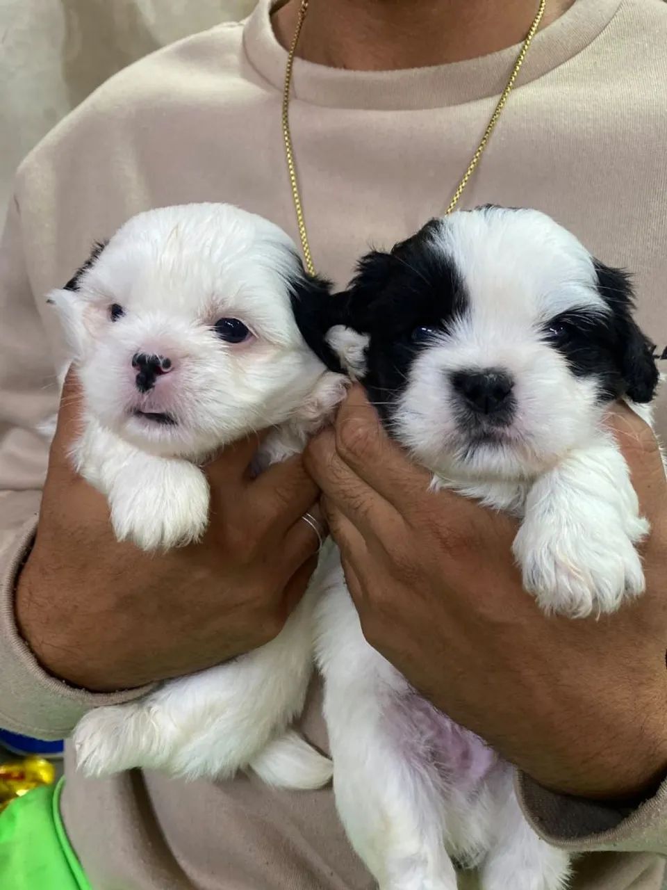 Shii tzu  - Foto 2