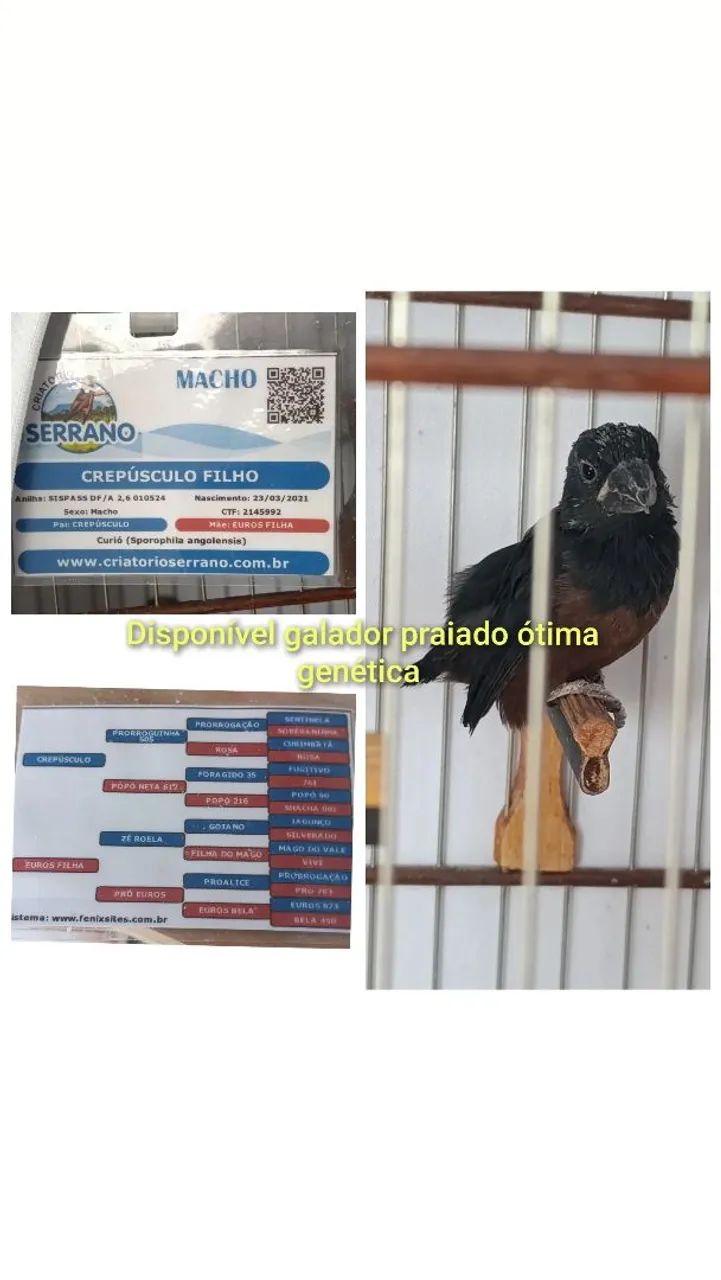 Troco em iPhone 12 pro