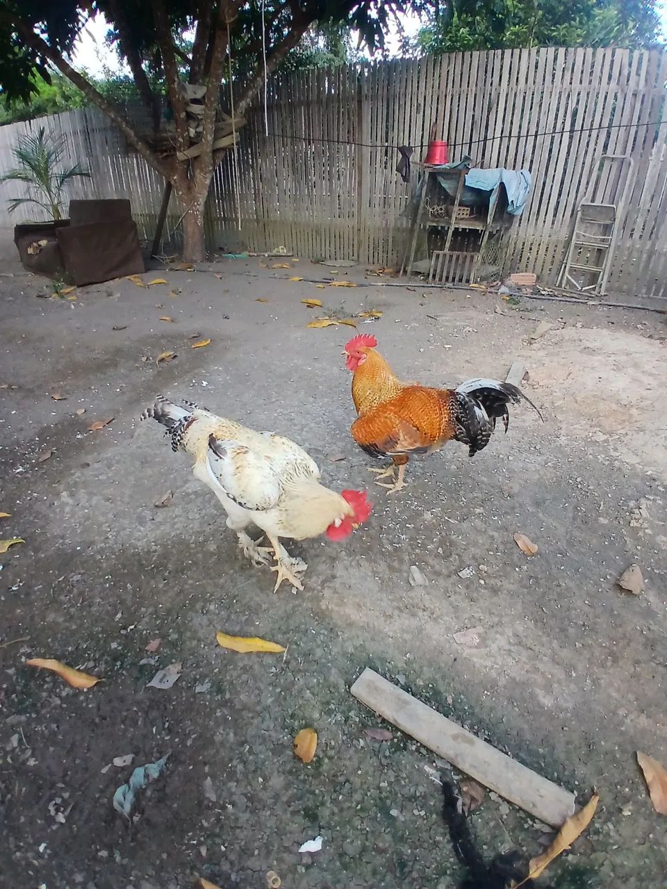 Galinha
