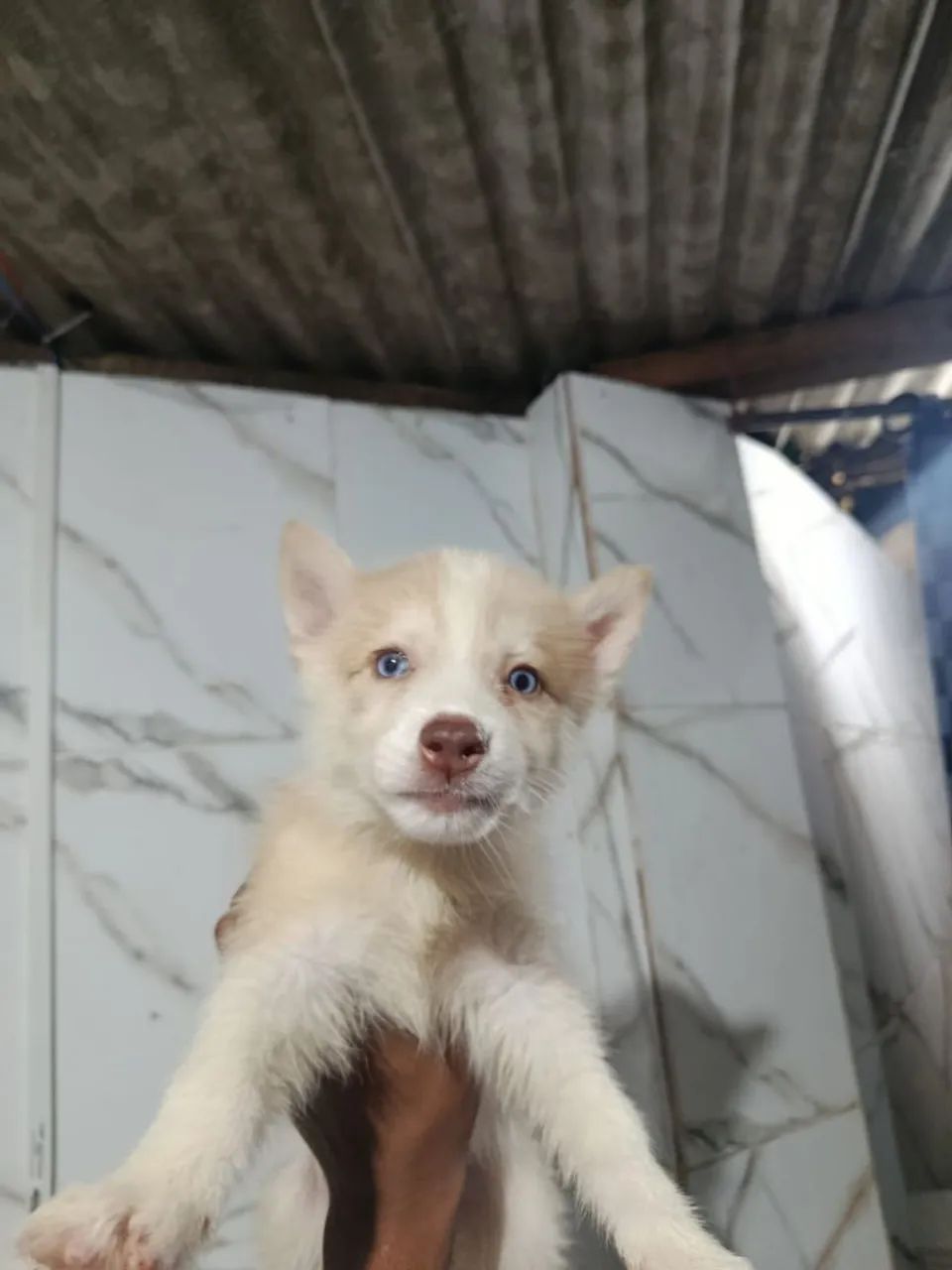 husky siberiano - Foto 2