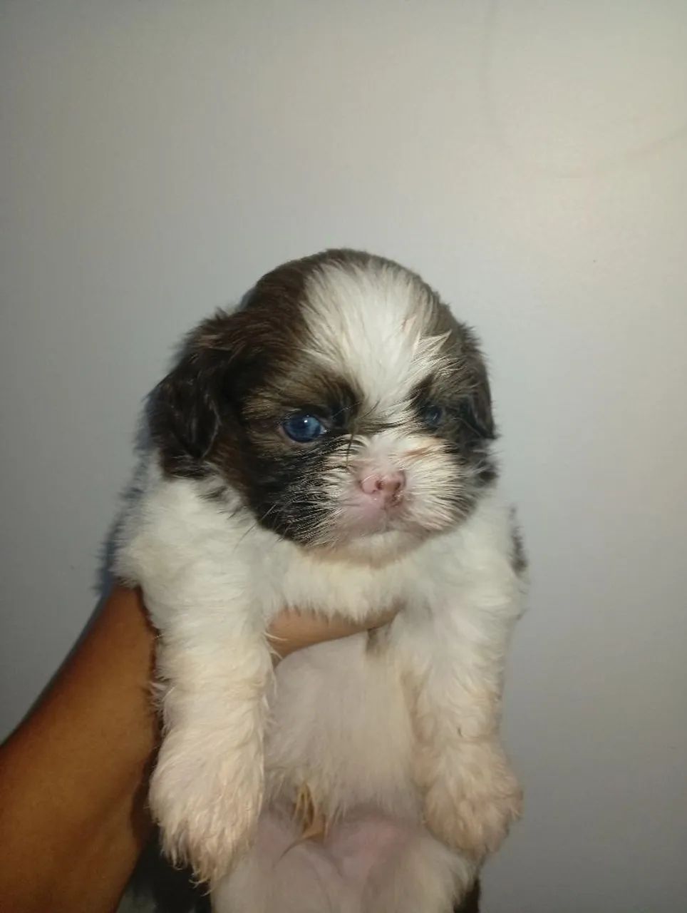 Shitzu Macho mini 