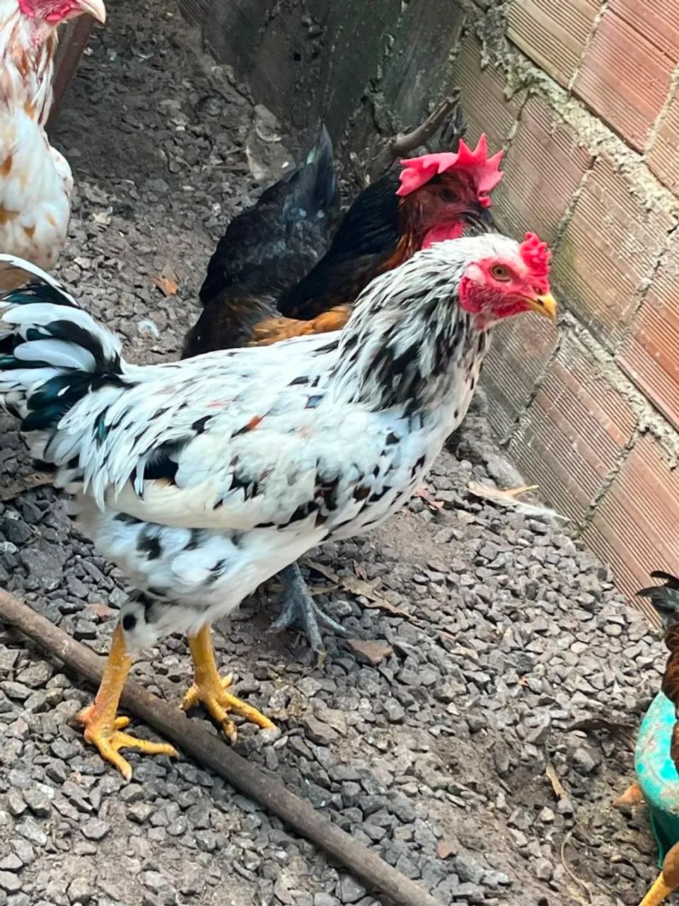 Frango de capoeira  - Foto 4