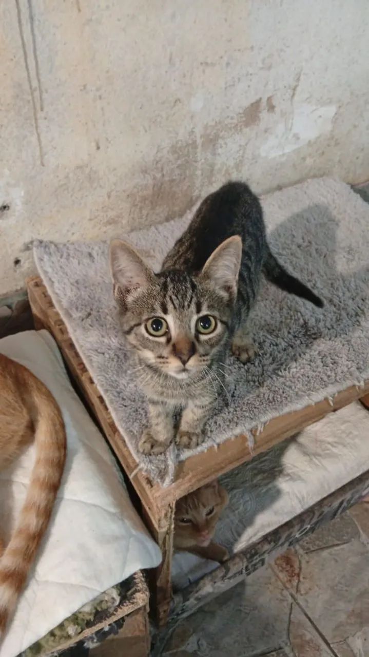 Gatinho macho 3 meses  - Foto 2