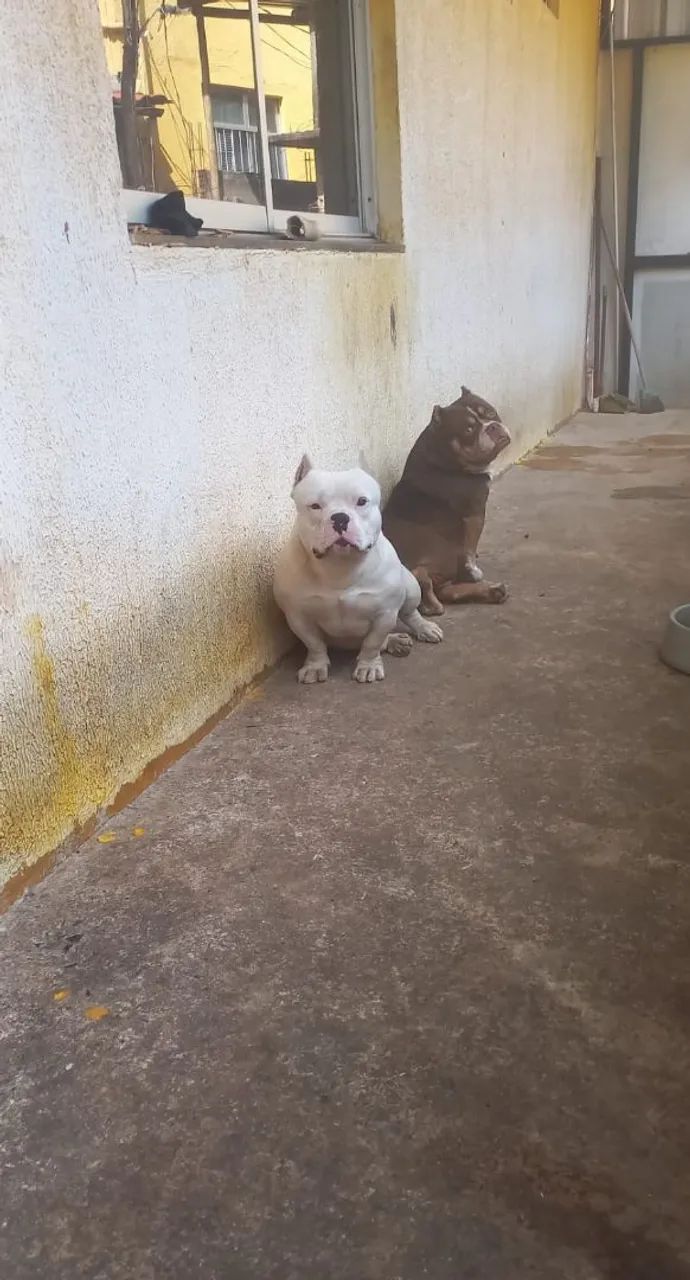 American bully micro  - Foto 5