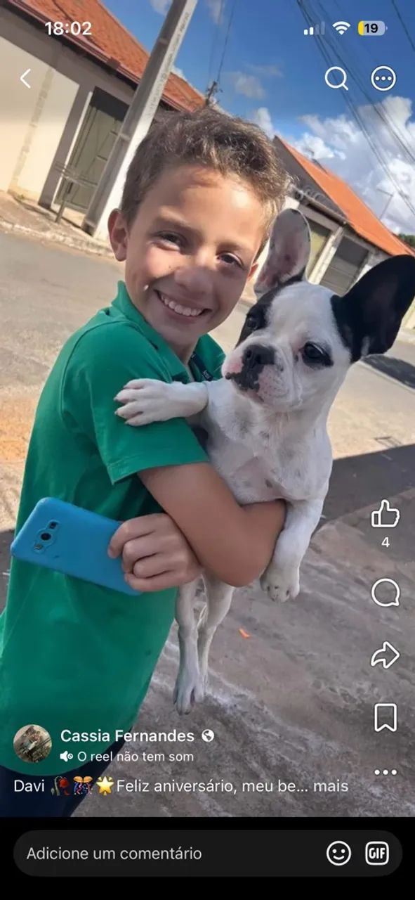 Buldogue francês  - Foto 2