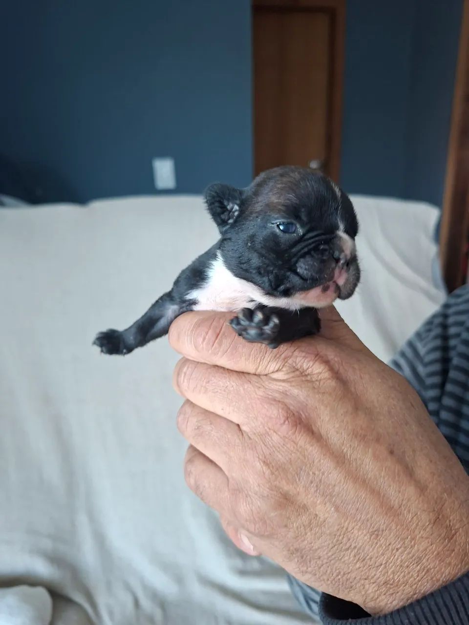 Filhote de bulldog francês  - Foto 4
