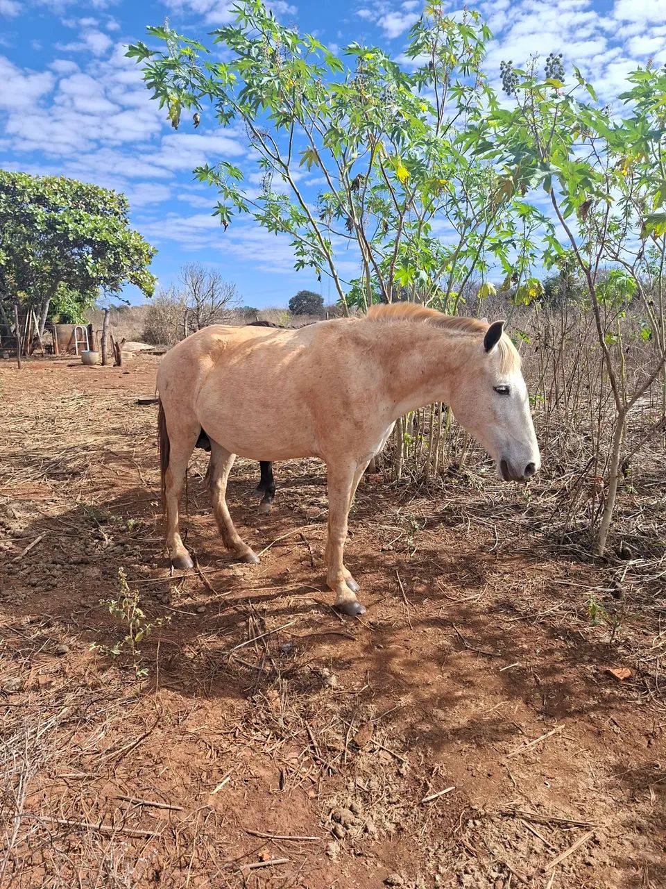 Potro e Égua - Foto 4