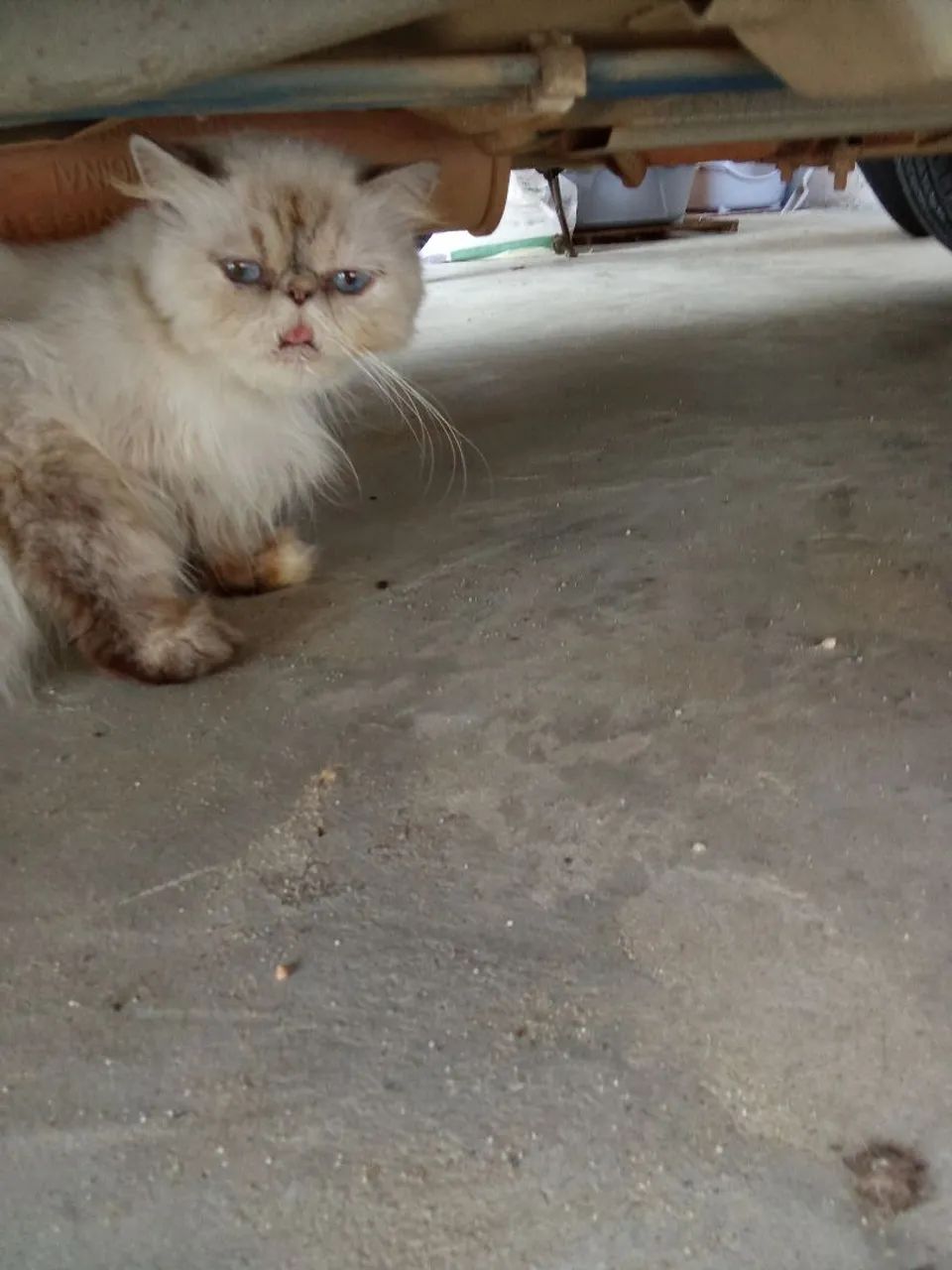 Gata persa
