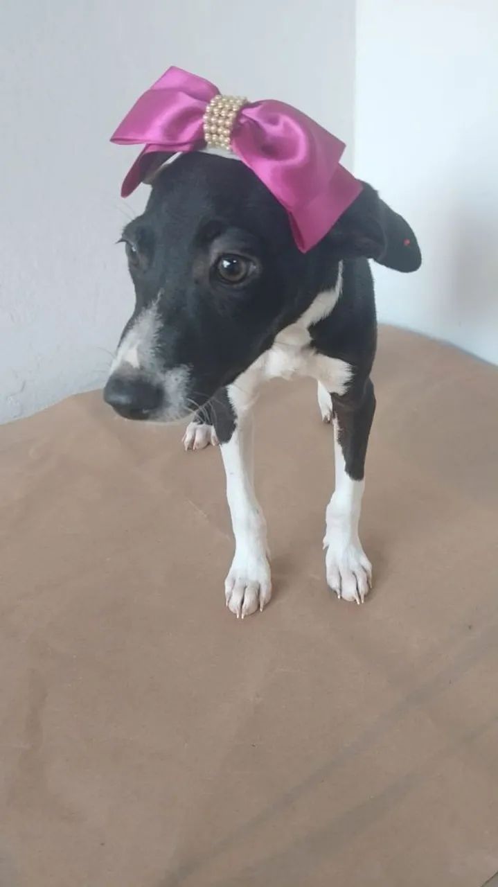 Cães para adoção  - Foto 2