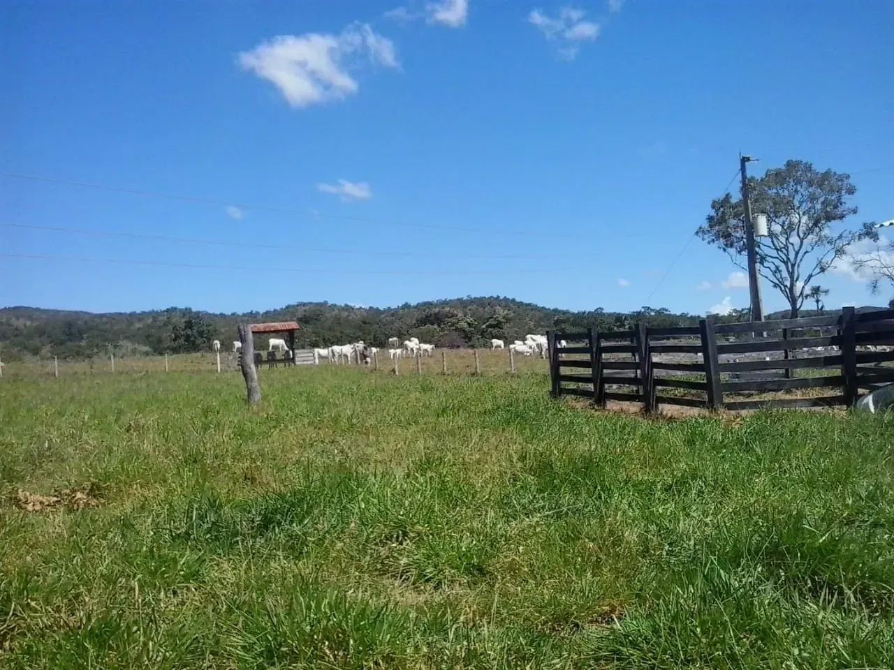 Fazenda com 40 alqueires em Goianésia - Foto 2