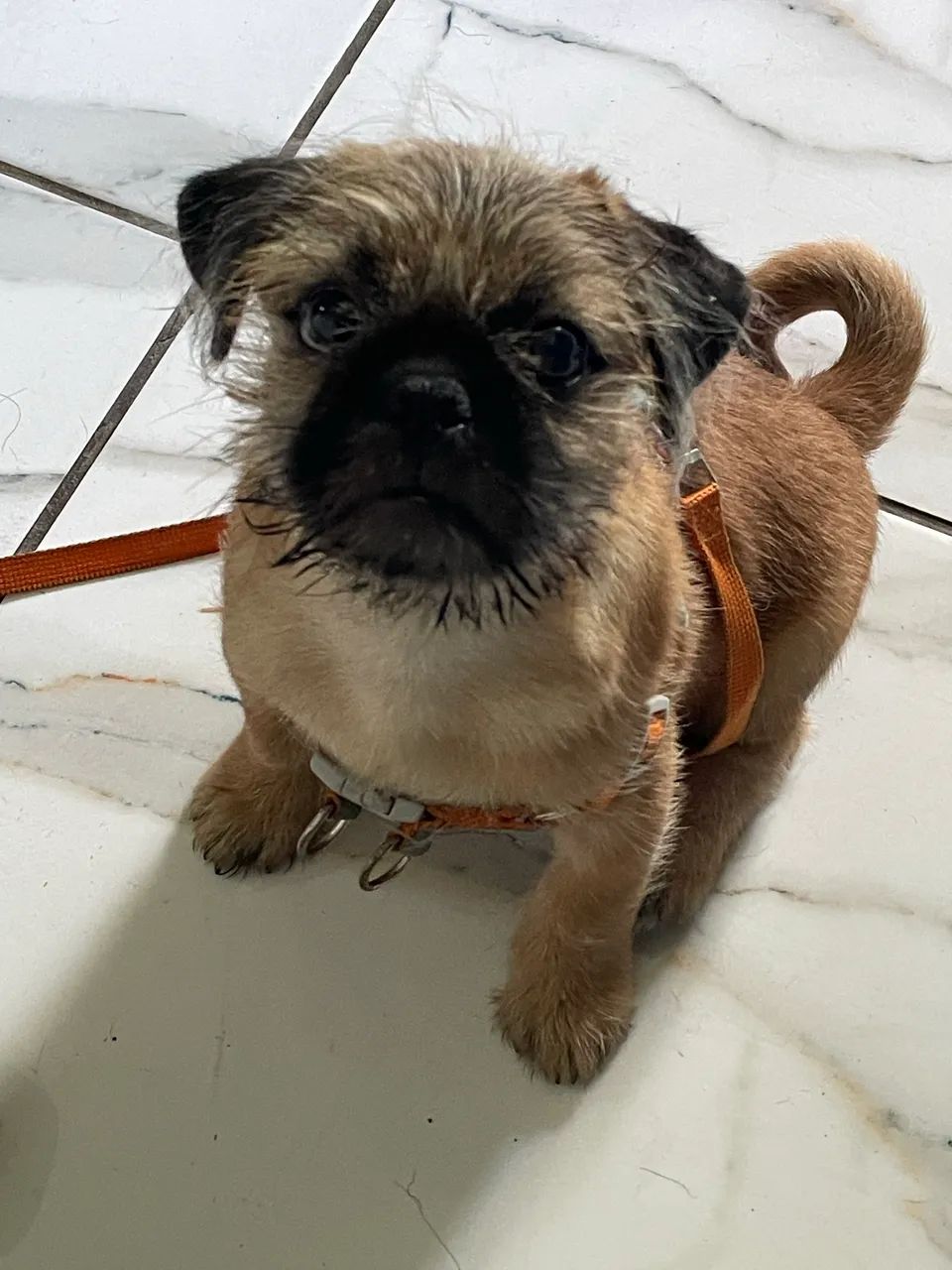 Cachorro 