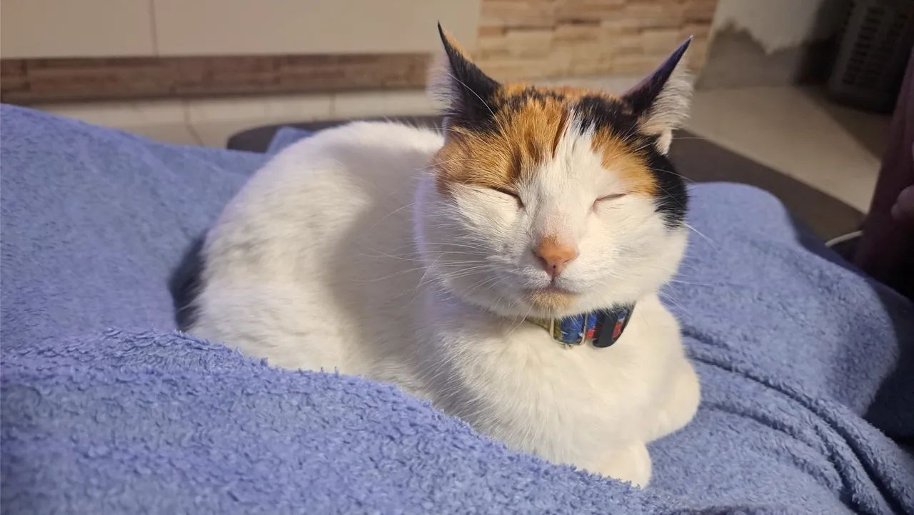 Gata