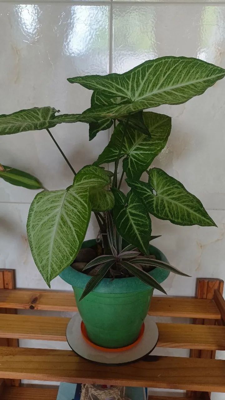 Planta Singonio! - Foto 3