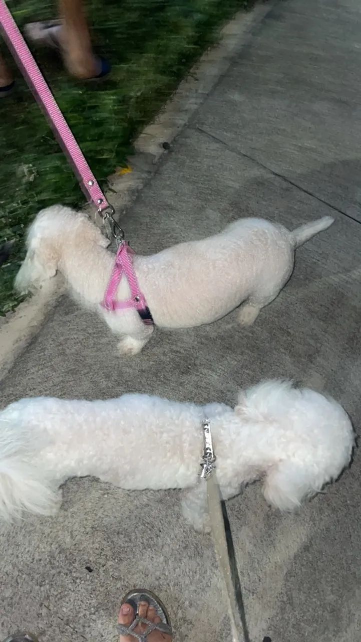 Cachorro poodle  - Foto 4
