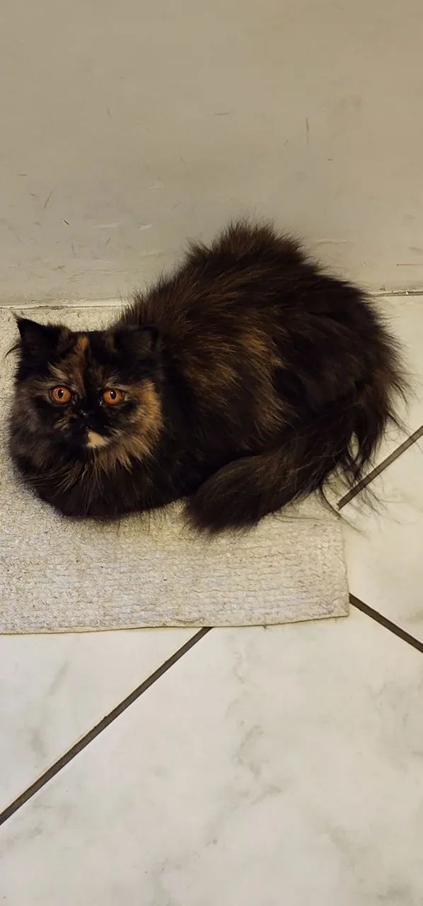 Gata Persa 