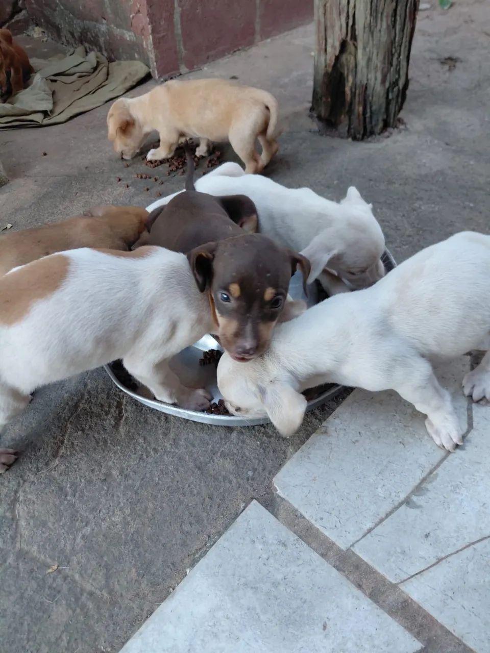 Doação de filhotes