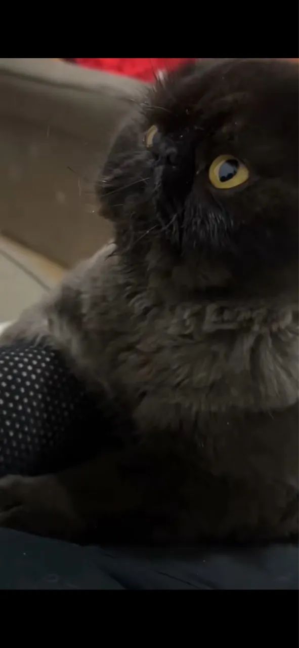 Gato persa puro  - Foto 2