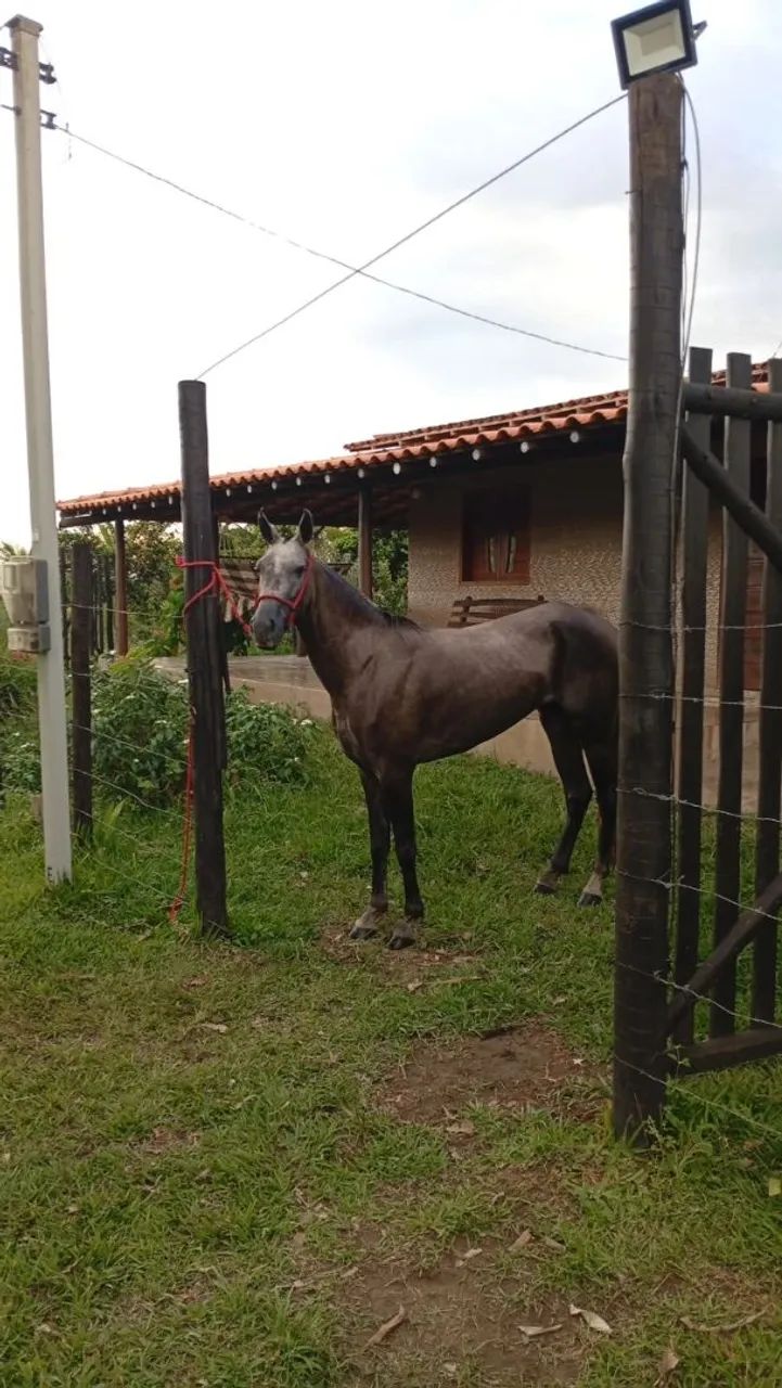 ÉGUA MANGALARGA 
