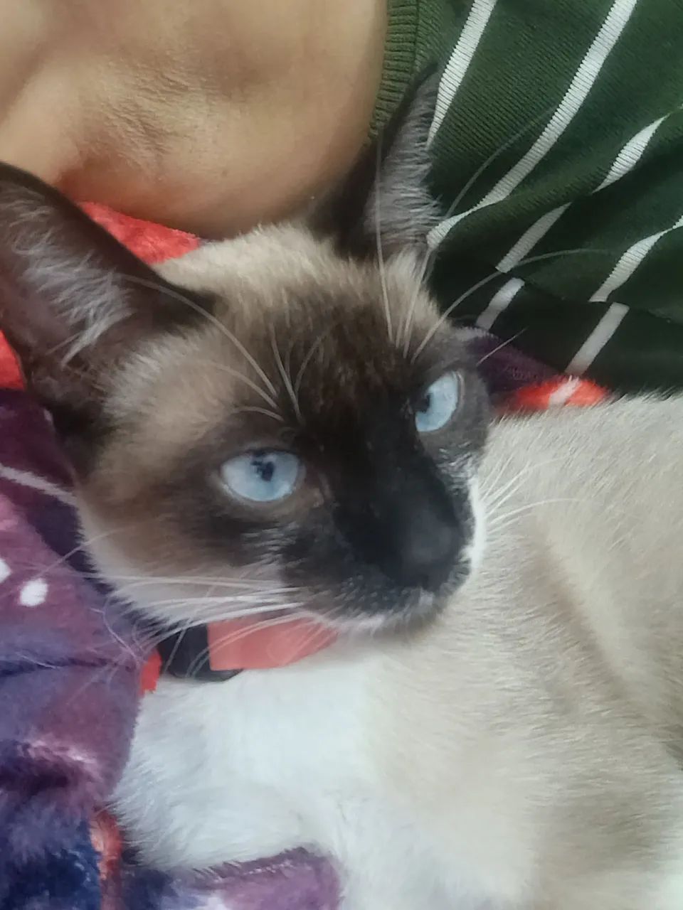 Adoção responsável  - Foto 2