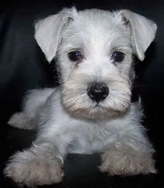 Schnauzer Filhotes - Foto 3