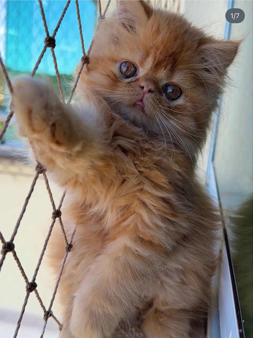 Gato persa  - Foto 3
