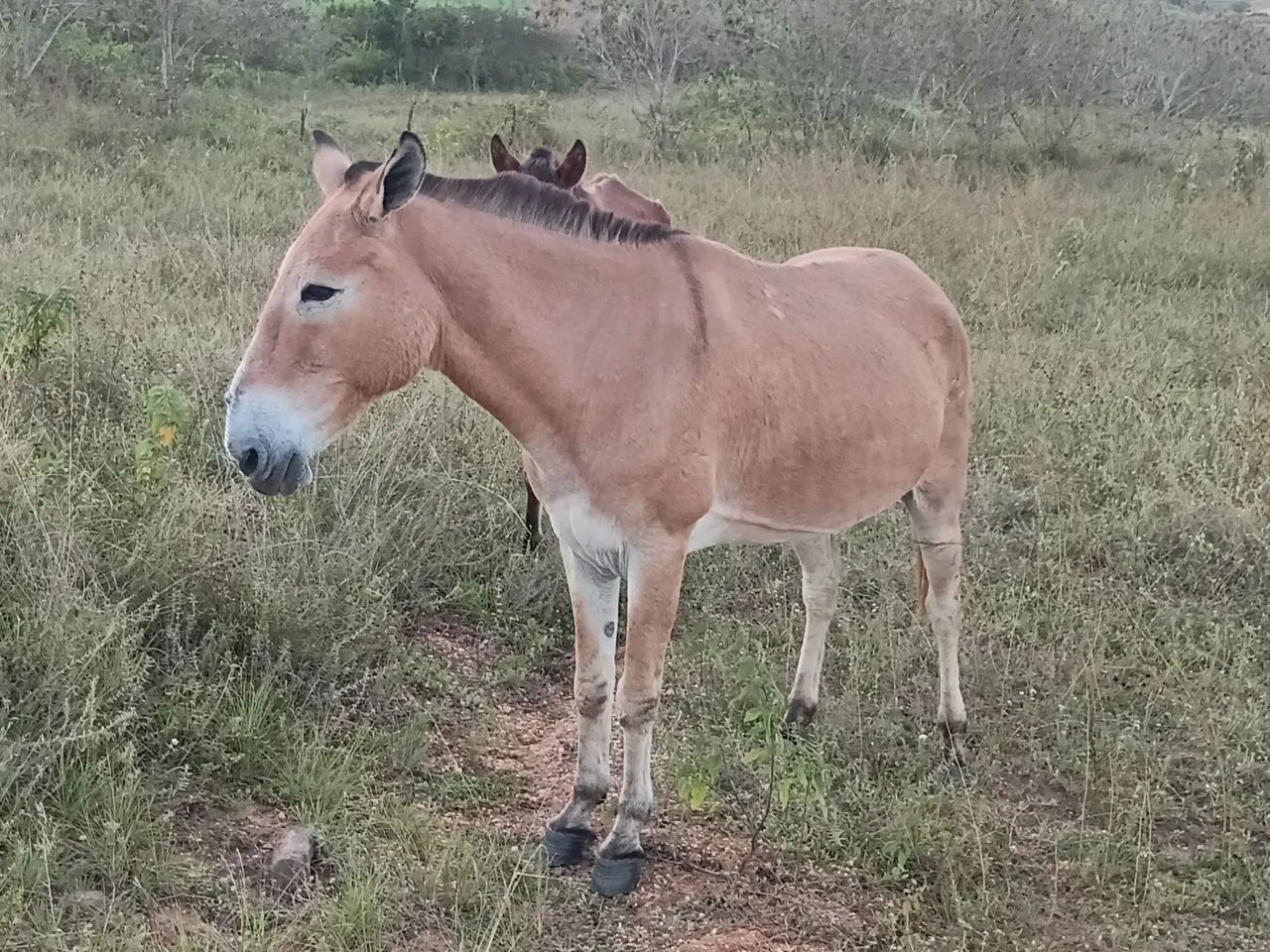 Vendo burro bom de carroça e bom de sela - Foto 4