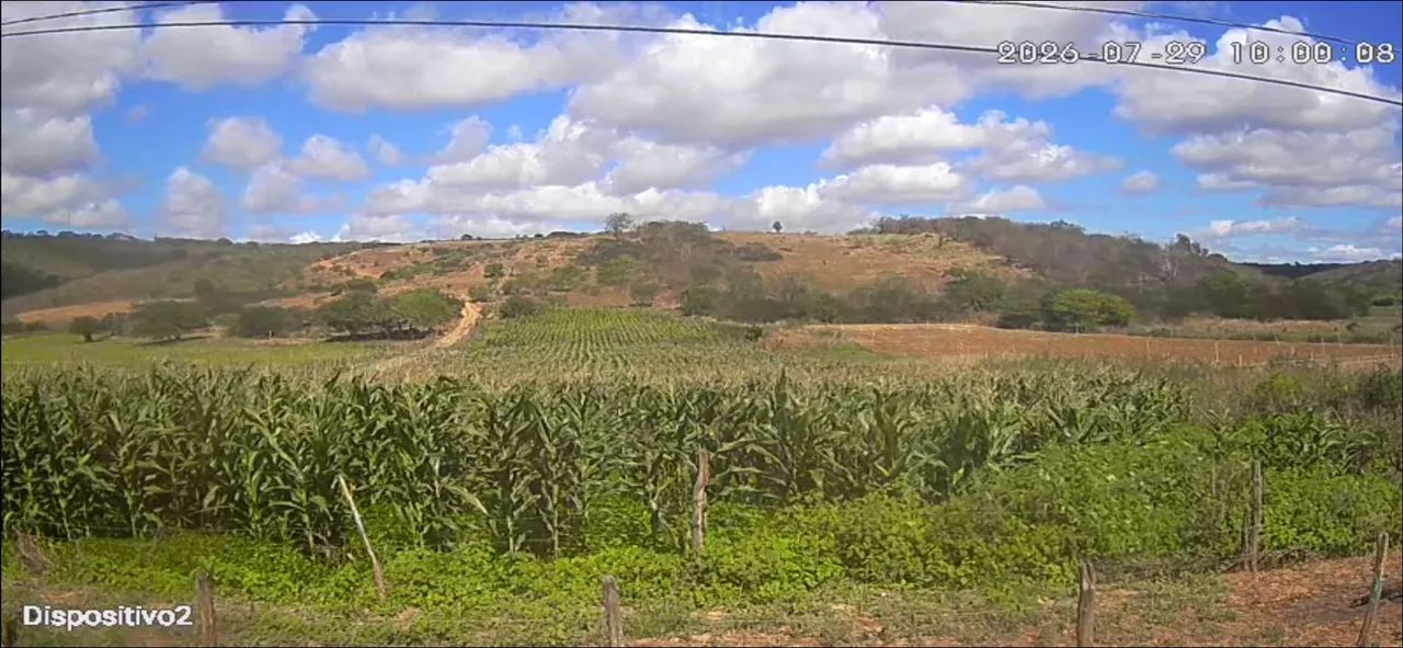 Vendo roça de milho verde