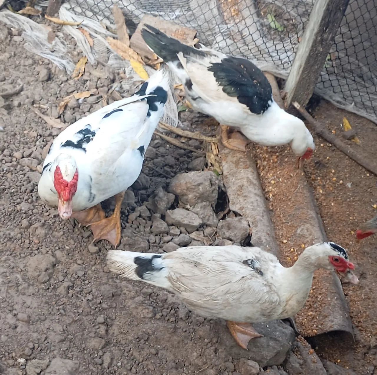 Vendo patos - Foto 3