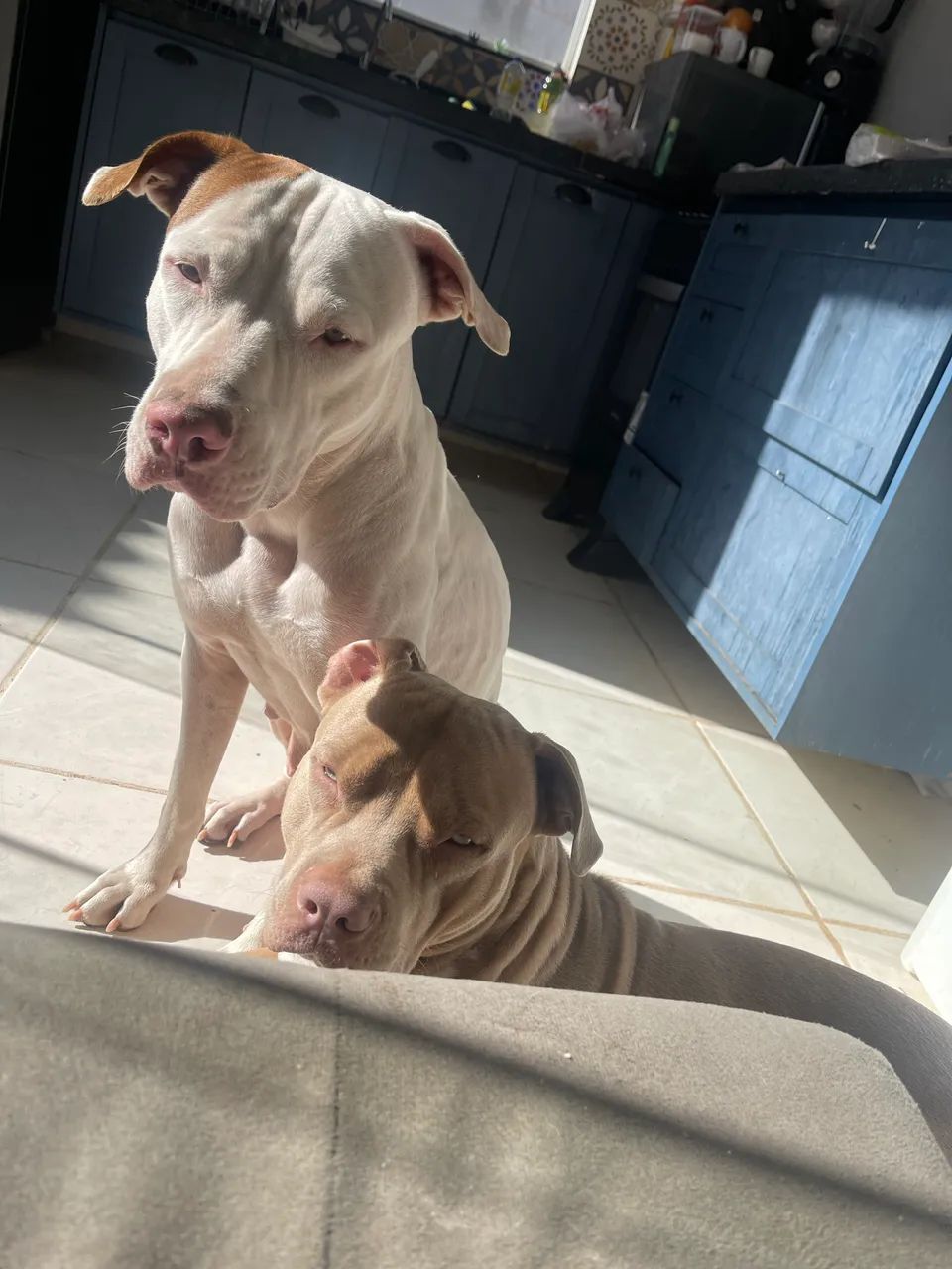 Filhote macho pitbull puro - Foto 4
