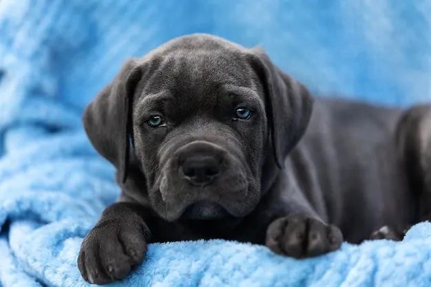 Filhotes de Cane Corso - Foto 2