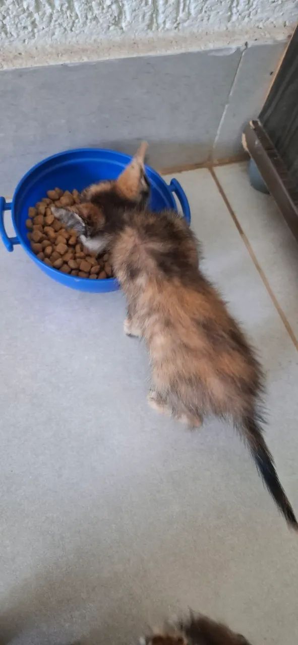 Gata  - Foto 3
