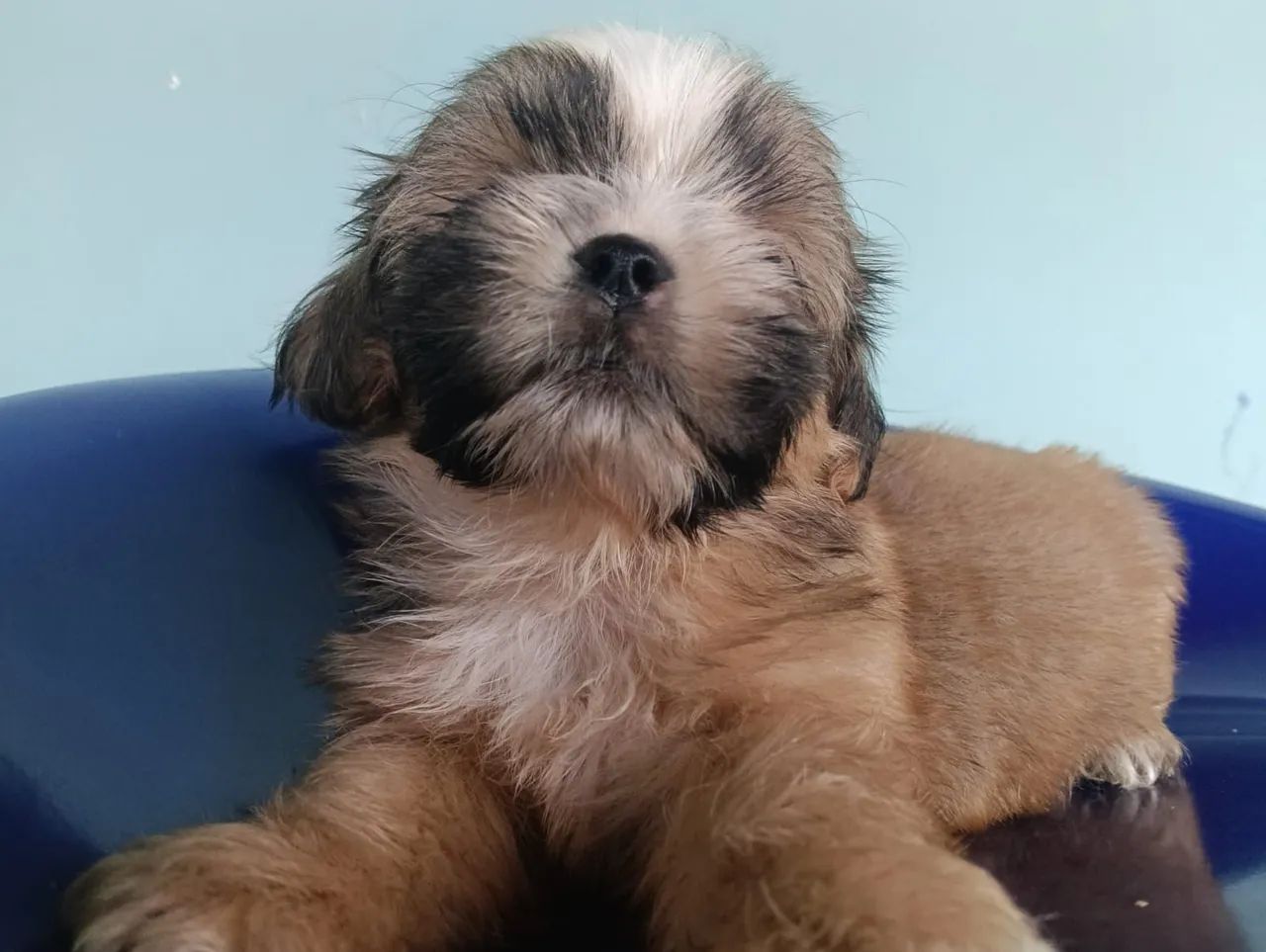 VENDO SHIH TZU MACHO  - Foto 2