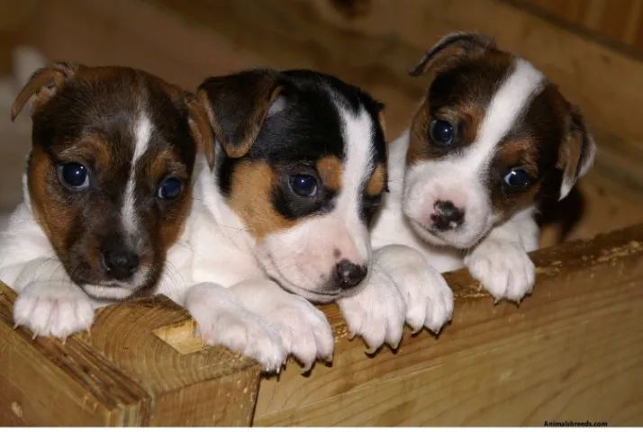 jack russel  o cachorro do mascara 
