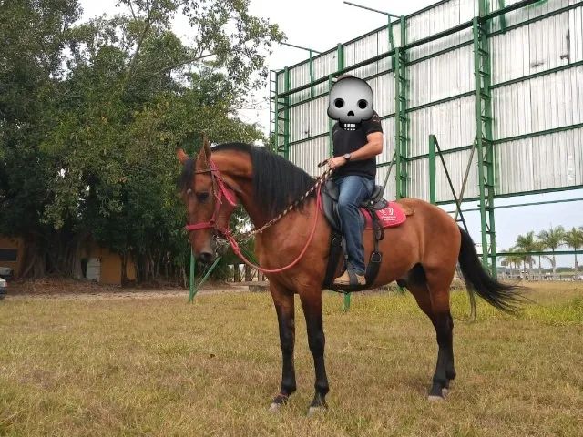 Cavalo