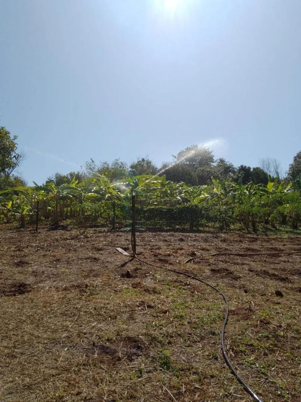 SÍTIO EM CRAVINHOS - Foto 4