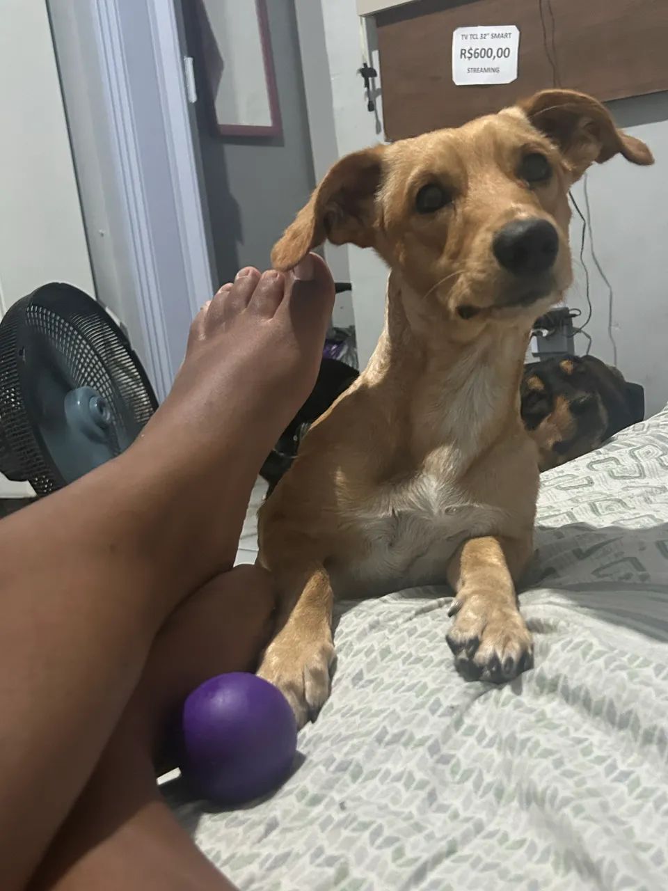 Doação responsável  - Foto 2